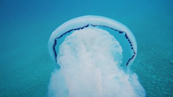 Quallen Meereslunge Schwimmt Blauen Meer Unterwasseraufnahmen — Stockvideo