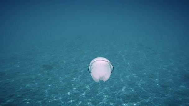 Quallen Meereslunge Schwimmt Blauen Meer Unterwasseraufnahmen — Stockvideo