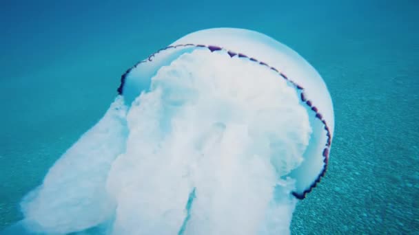 水母海肺在蓝色的海洋中游动 水下射箭 — 图库视频影像