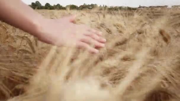 Girl Hand Caresses Wheat Field Countryside Handheld Shoot — Stock videók