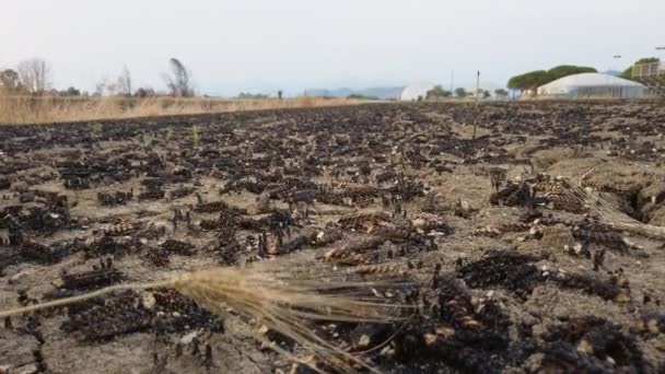 Arid Dry Field Due Drought Wheat Harvest Handheld Shoot — Vídeo de Stock