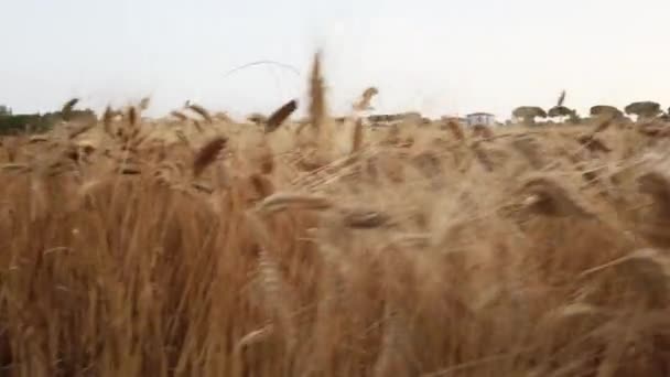 Arid Dry Field Due Drought Wheat Harvest Handheld Shoot — Vídeo de Stock