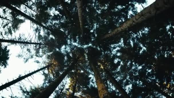 Forêt Avec Verrière Arbres Vue Dessous — Video