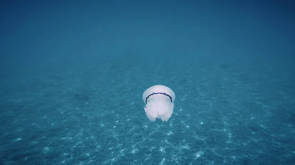 Las Medusas Nadan Bajo Agua Océano Azul —  Fotos de Stock