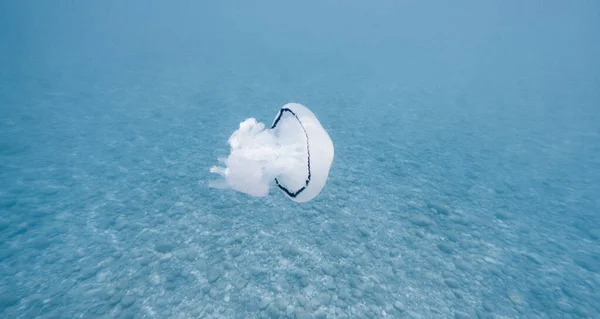 Медузы Плавают Водой Голубом Океане — стоковое фото