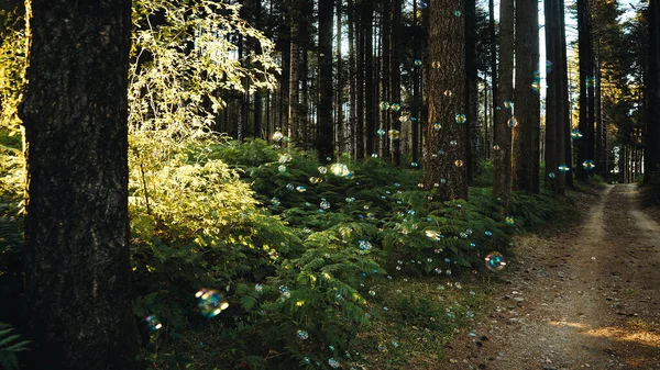 Soap Bubbles Middle Forest Mountains Trees – stockfoto