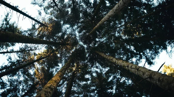 Forest Canopy Trees Viewed — Stok Foto