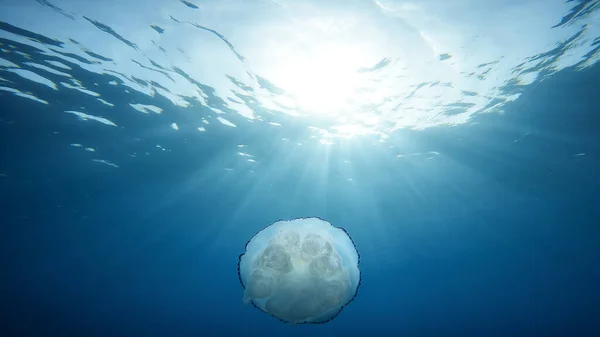 Jellyfish Swim Underwater Blue Ocean Stock Photo