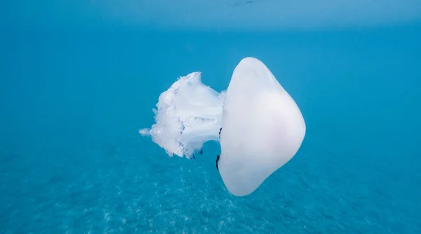 Las Medusas Nadan Bajo Agua Océano Azul Imagen de archivo