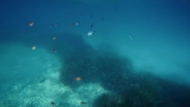Small blue fish in the Italian seabed.