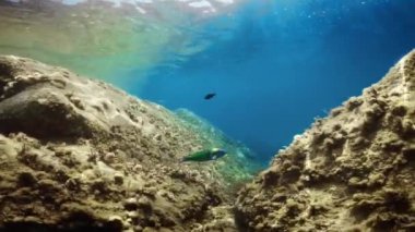 Little parrotfish green swimming underwater in the ocean.