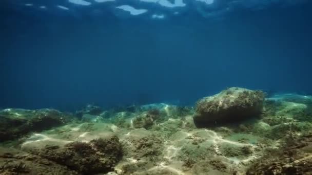 Seabed Mediterranean Sea Black Fish Rocks — Stock Video