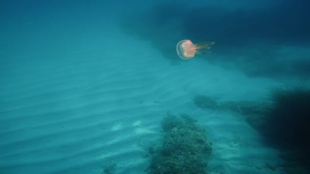 Pelagia Noctiluca Jellyfish Underwater Sea — 图库视频影像
