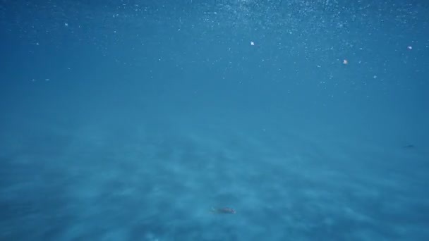 Fish Sea Depths Underwater — Vídeo de Stock