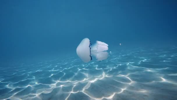 Lung Sea Jellyfish Swims Sea Depth — ストック動画