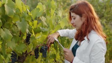 Young woman agronomist with white coat checks grape quality before harvest.