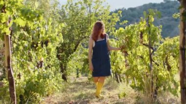 Peasant girl walks through the rows of vineyards during the harvest.