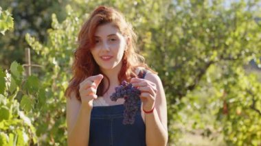 Young girl eats grapes during the harvest. Medium shoot