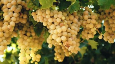 White grapes in a countryside ready for harvest.