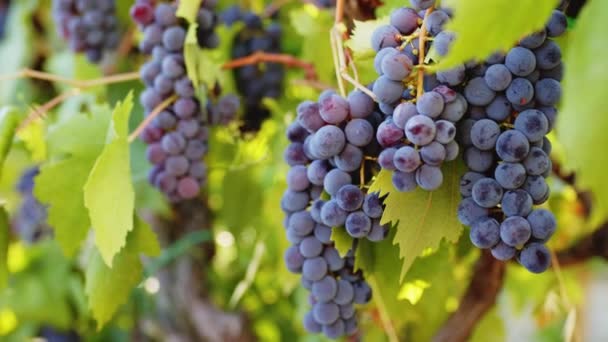 Grapes Red Wine Italian Vineyard — Video