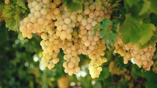 White Grapes Countryside Ready Harvest — 图库视频影像