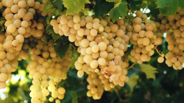 Білий Виноград Сільській Місцевості Готовий Збору Врожаю — стокове відео
