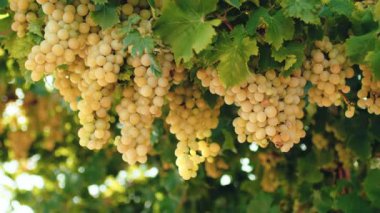 White grapes in a countryside ready for harvest.