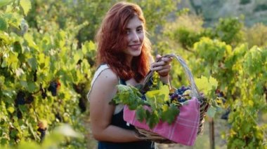 Young girl with basket of grapes walks through the vineyards.