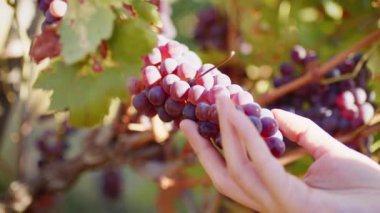 Girl hand touch bunch of red grapes in countryside.