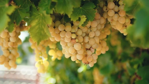 White Grapes Countryside Ready Harvest — Vídeos de Stock