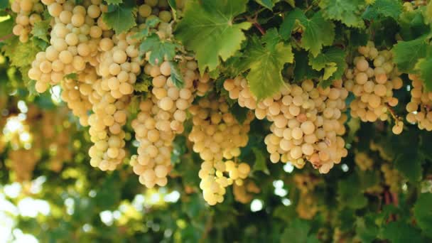 White Grapes Countryside Ready Harvest — Stok video