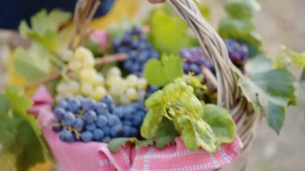 Hand Girl Brings Basket Grapes Harvest Vineyards — Stock video