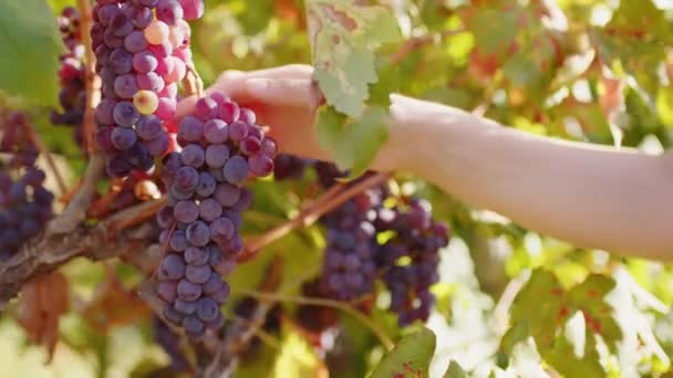 Girl Hand Touch Bunch Red Grapes Countryside — Stok video