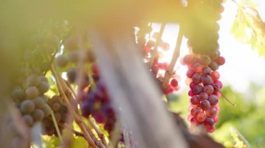 Red bunches of grapes at sunset in the countryside among the vineyards.