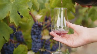 Young beautiful girl with goblet of red wine near the vineyards with quality grapes