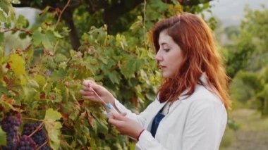 Young woman agronomist with white coat checks grape quality before harvest.