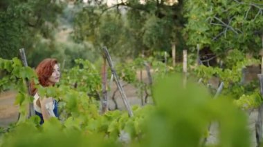 Girl walks through the vineyards to check the quality of the grapes for the harvest