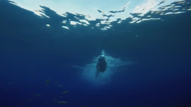 Athlete Swimmer Open Ocean Water — Video Stock