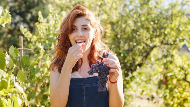 Young girl eats grapes during the harvest. Medium shoot