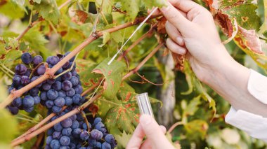 Young woman agronomist with white coat checks grape quality before harvest.