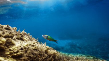 Little parrotfish green swimming underwater in the ocean.