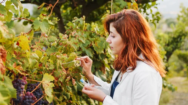 Young Woman Agronomist White Coat Checks Grape Quality Harvest — Stok Foto
