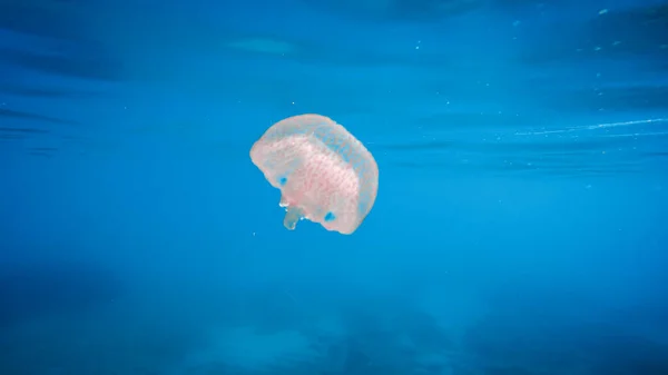 Medúza Úszik Víz Alatt Kék Óceánban — Stock Fotó
