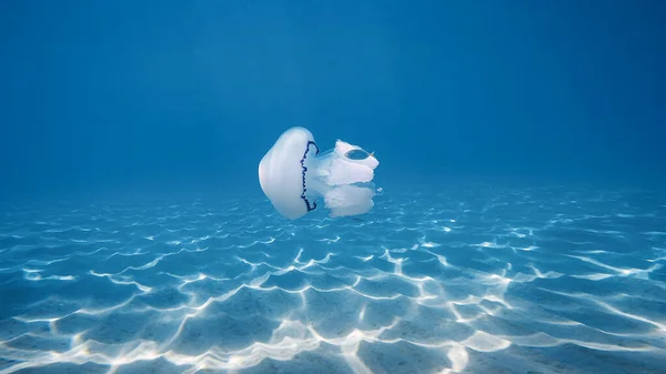 Las Medusas Nadan Bajo Agua Océano Azul Imágenes de stock libres de derechos
