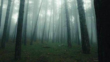 Sonbaharda ağaçlarla kaplı sis ormanı