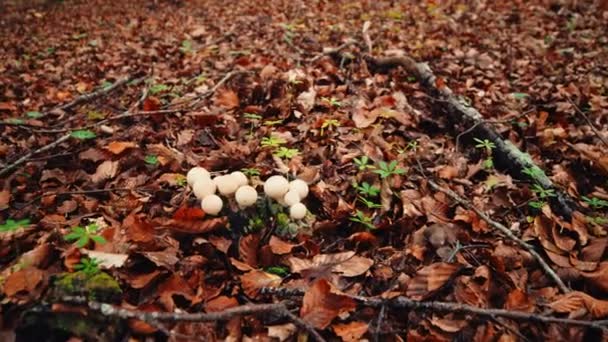 Grupp Små Vita Svampar Golvet Fulla Höstlöv Fjällen — Stockvideo