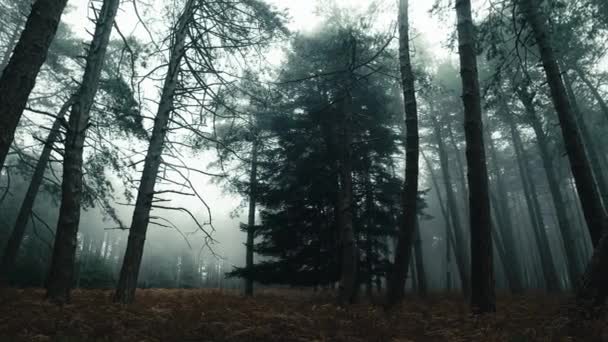 Floresta Cheia Nevoeiro Outono Com Árvores Altas — Vídeo de Stock