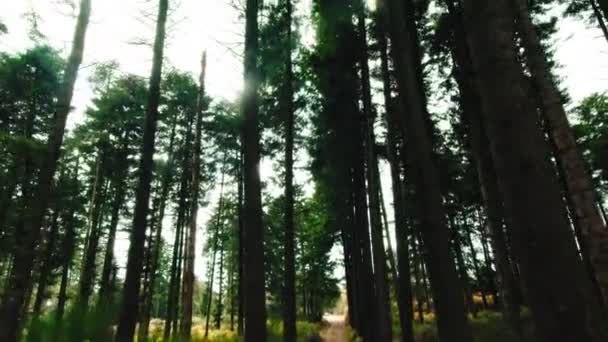 Escena Otoñal Alta Montaña Con Árboles Follaje Colores Suelo — Vídeos de Stock