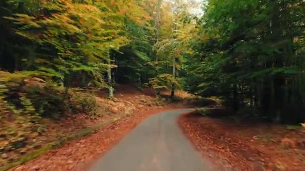 Автономна Сцена Високій Горі Деревами Кольоровим Листям Землі — стокове відео