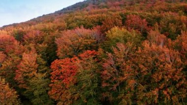 Sonbahar mevsiminde havadan çekilen portakal ağacı.